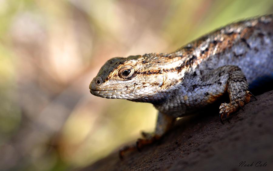 Reptile Photograph - Western Fence Lizard 3 by Noah Cole