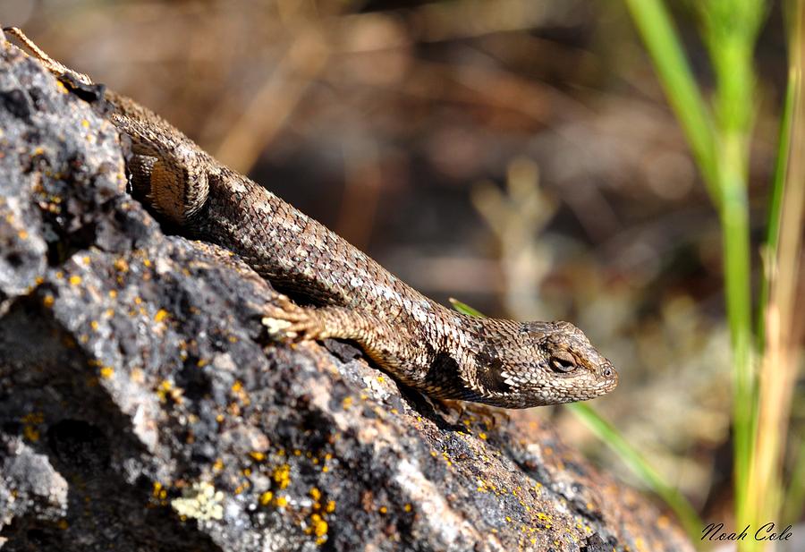 Reptile Photograph - Western Fence Lizard 5 by Noah Cole