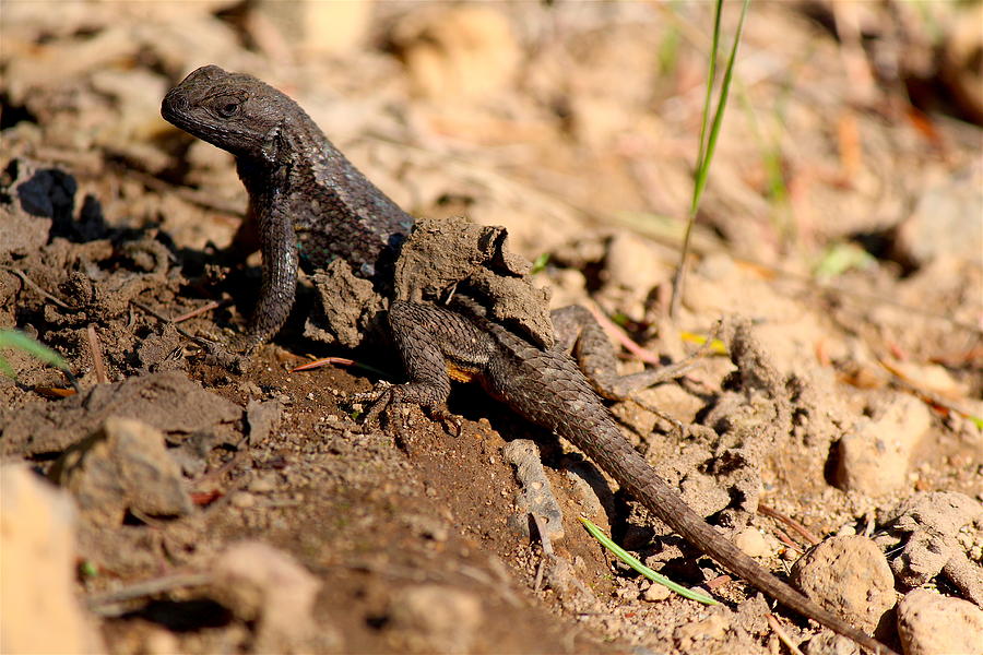 Spring Photograph - Western Fence Lizard by Nicholas Miller