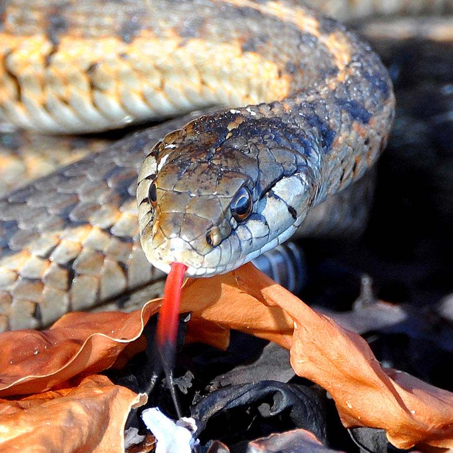 Wandering Garter Snake Photograph by Carl Olsen