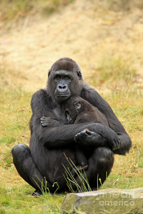 Western Gorilla And Young Photograph by Jurgen & Christine Sohns/FLPA