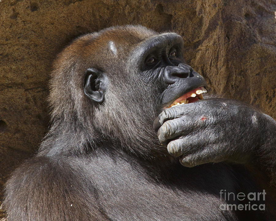 gladys porter zoo gorillas