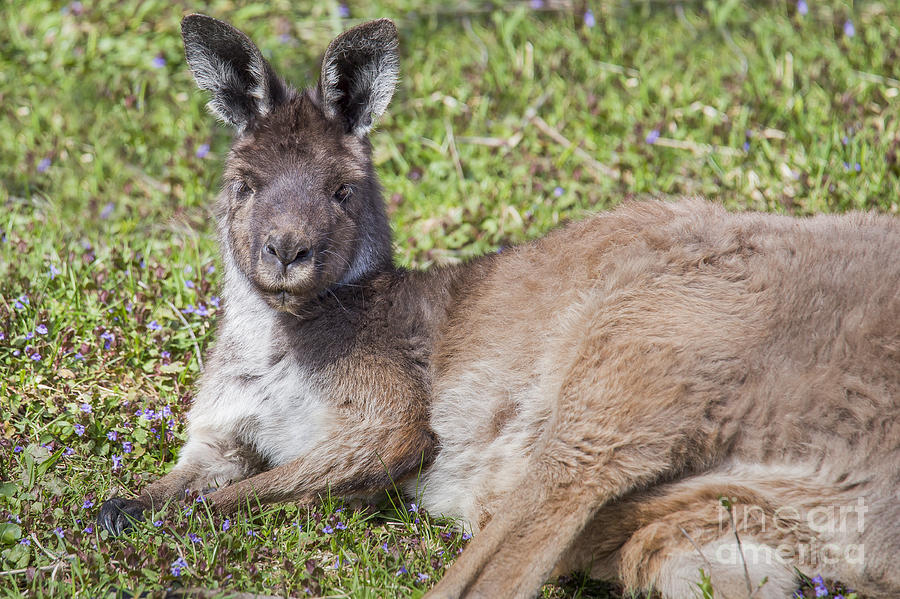 Western Gray Kangaroo Photograph by Twenty Two North Photography - Fine ...