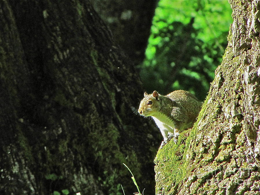 Western Gray Squirrel Photograph