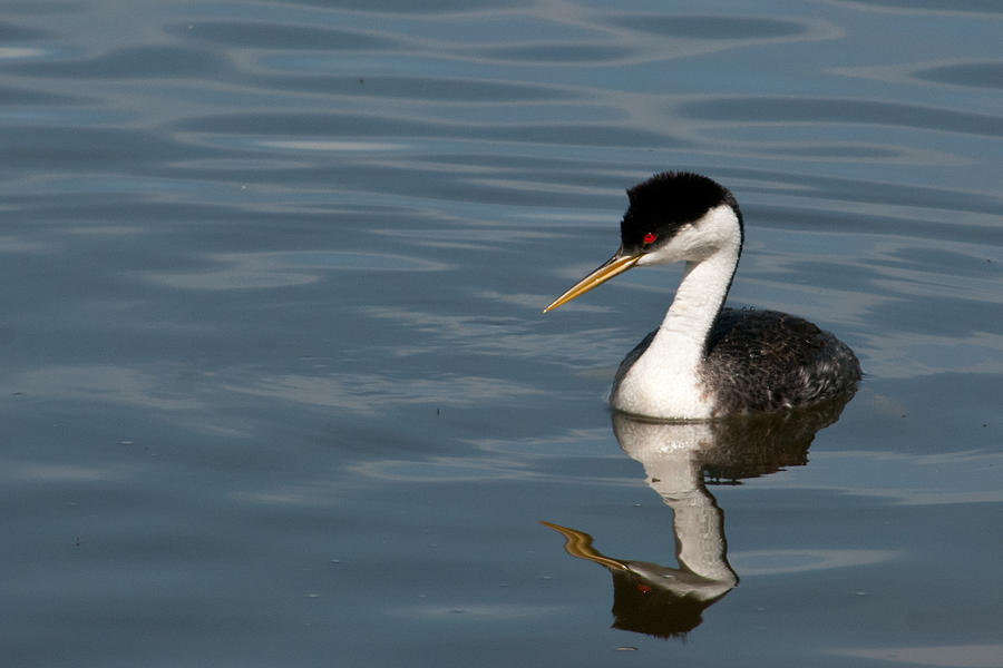 Western Grebe in Calm Waters Photograph by Cascade Colors