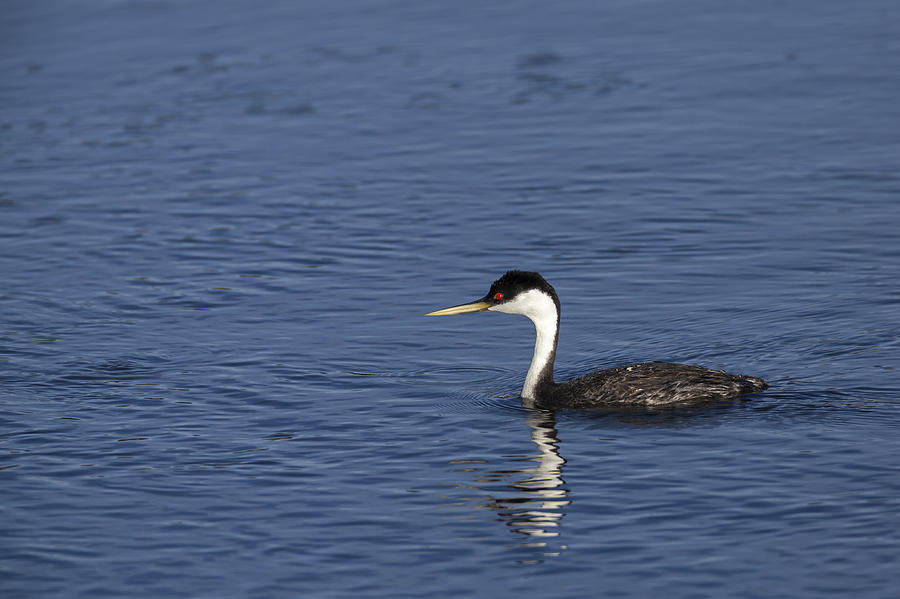 Western Grebe in late afternoon light Photograph by David Watkins