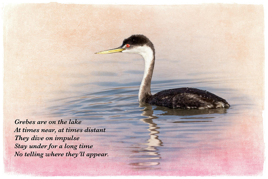 Western Grebe Digital Art by John Williams - Fine Art America