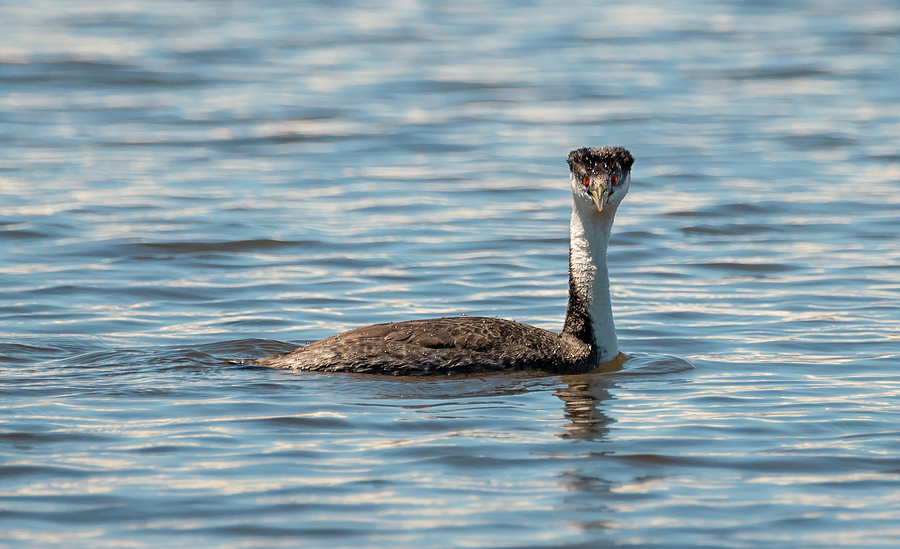 Western Grebe Looking at You Photograph by Loree Johnson
