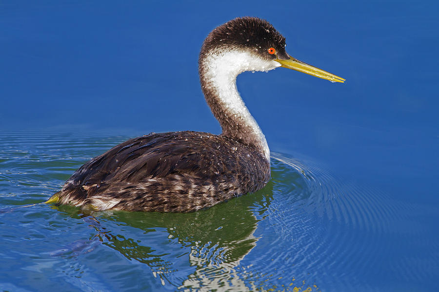 Western Grebe Photograph by Mark Miller