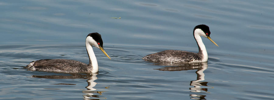 Western Grebe Pair Photograph by Cascade Colors