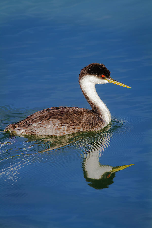 Western Grebe Reflection Photograph by Mark Miller