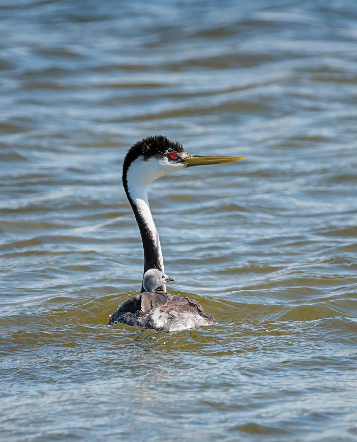 Western Grebe with Baby Photograph by Loree Johnson