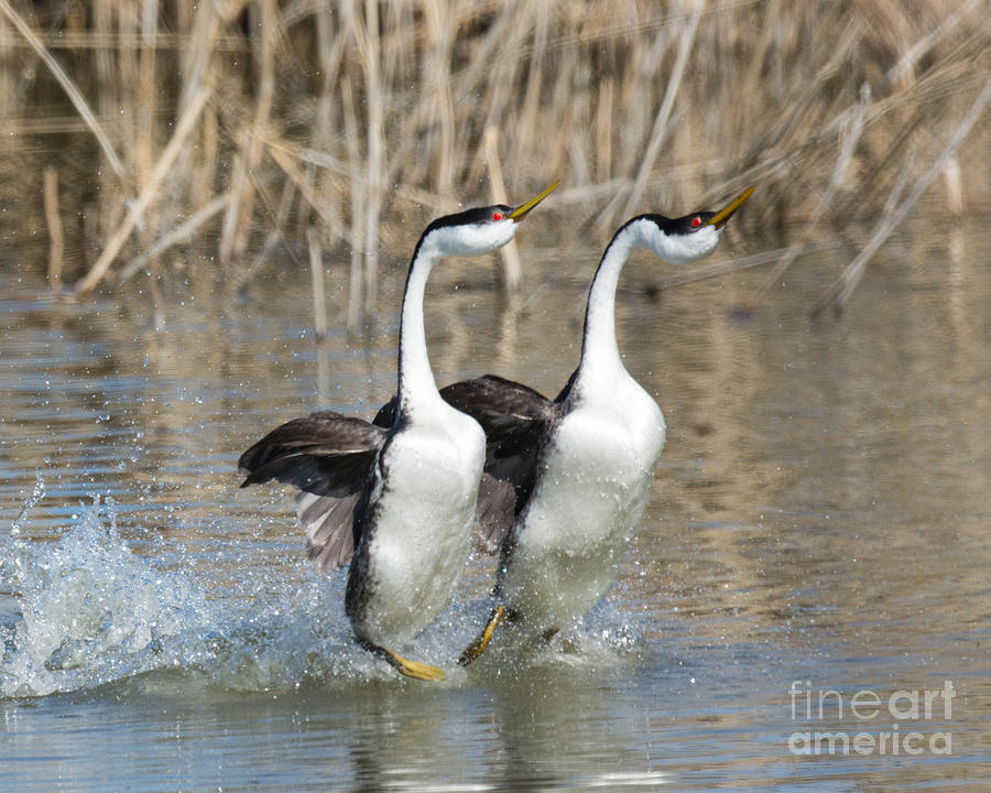 Nature Photograph - Western Grebes Displaying by Dennis Hammer