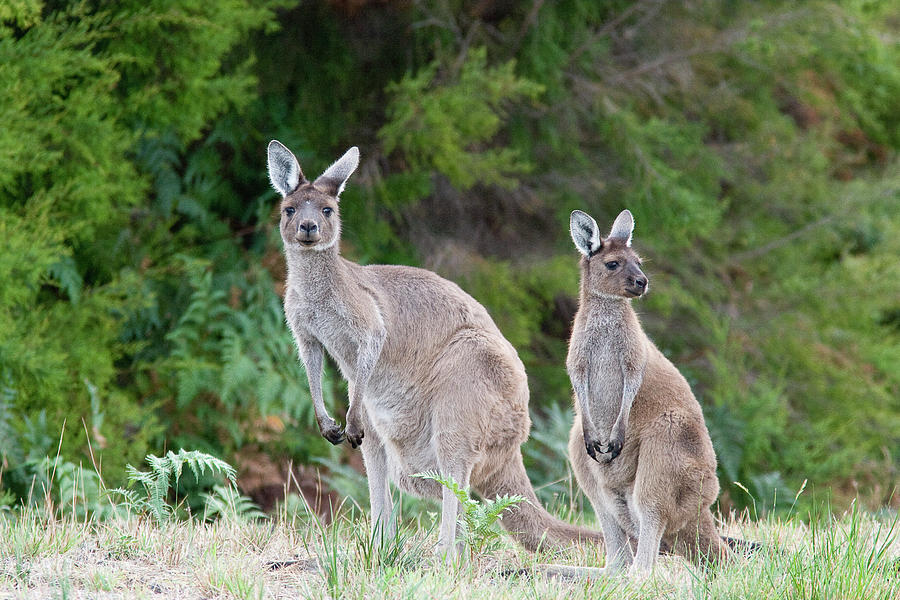 western-grey-kangaroos-the-art-house.jpg