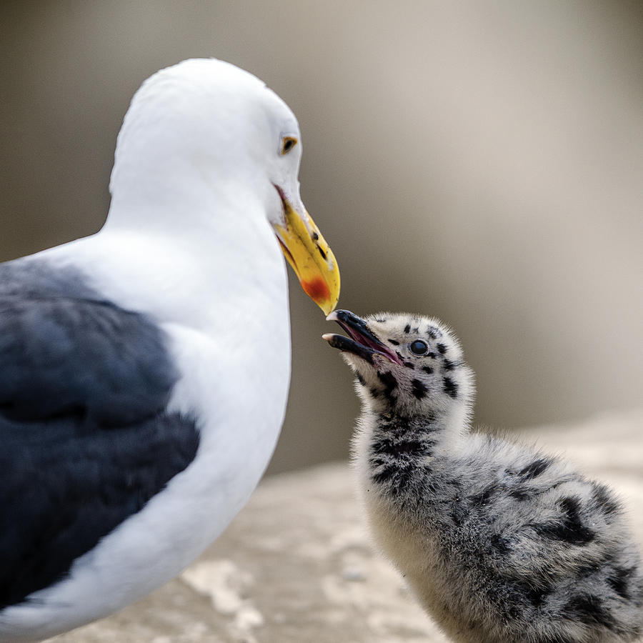 Western Gull Beak-To_beak With Her Chick Photograph by William Bitman