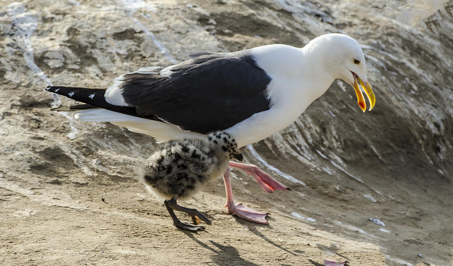 Western Gull Chick Walking With Mom Photograph by William Bitman
