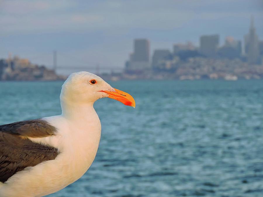 San Francisco Seagull Photograph by Connor Beekman