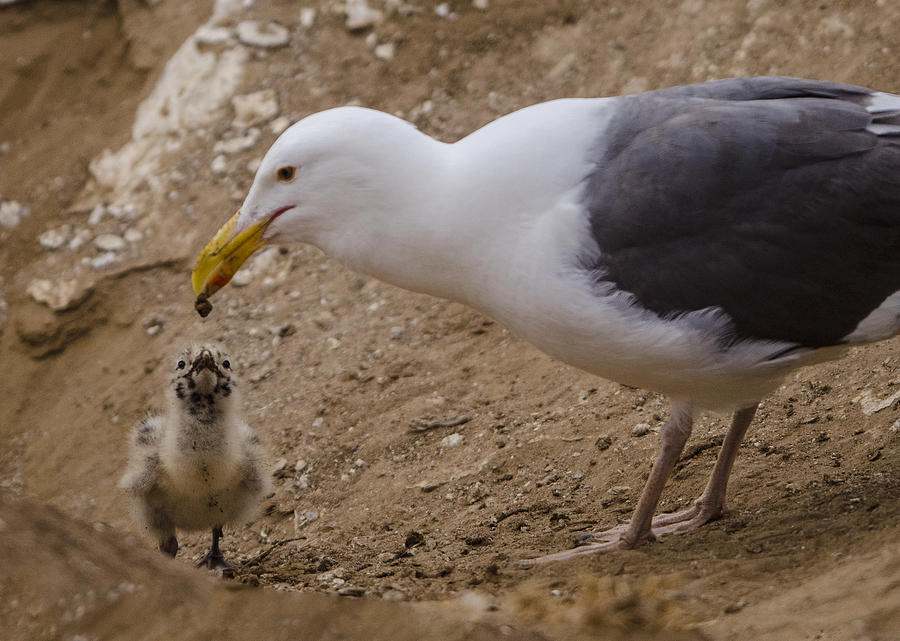 Western Gull Feeding Her Chick Photograph by William Bitman