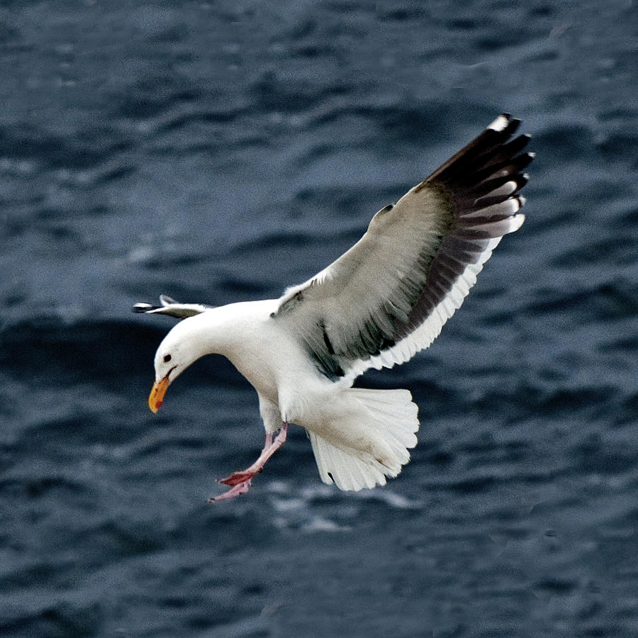 Western Gull Landing Photograph by William Bitman
