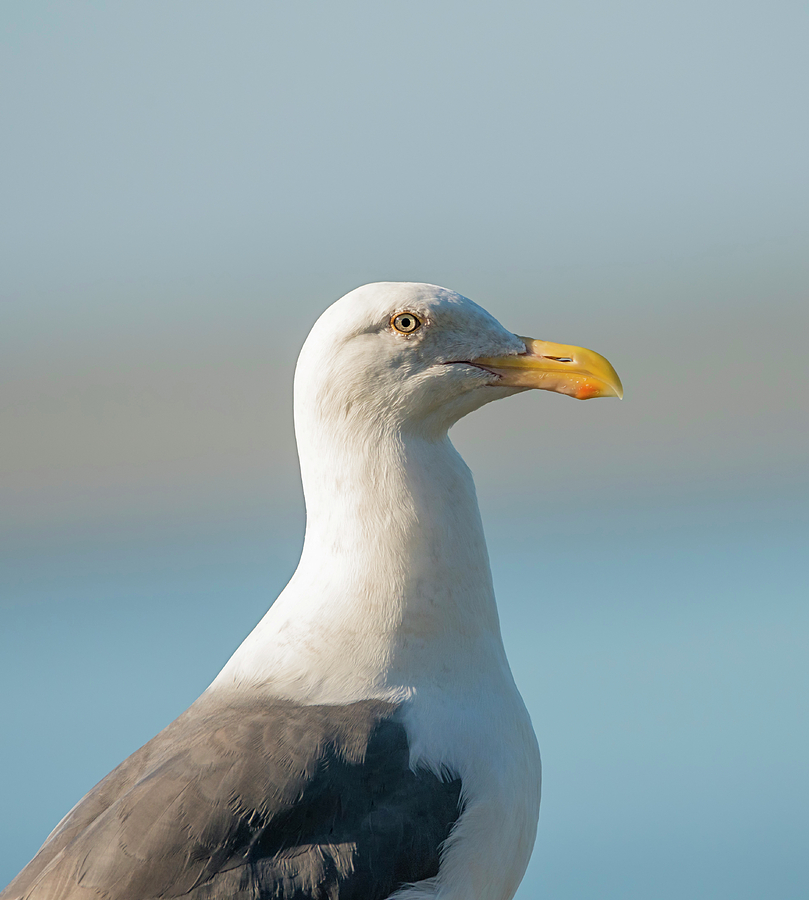 Western Gull Portrait Photograph by Loree Johnson