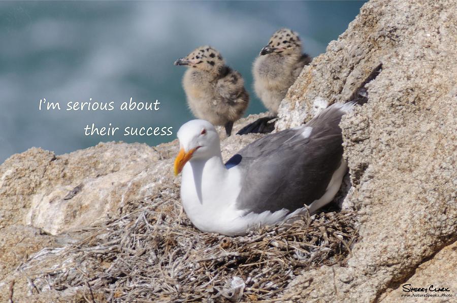 Western Gull says Im Serious about Their Success Photograph by Sherry Clark