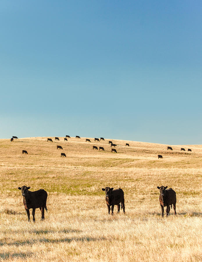 Western Herd of Cattle Photograph by Todd Klassy