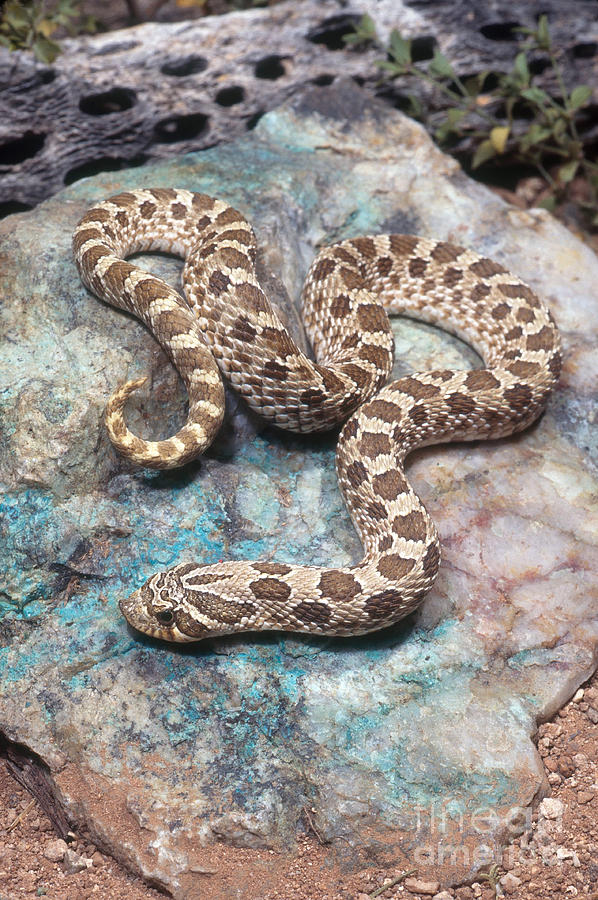 Western hognose snake