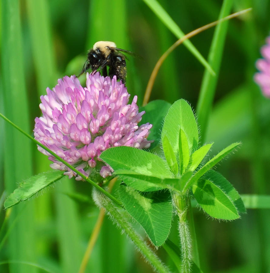 Western Honey Bee on Clover flower Photograph by Flees Photos