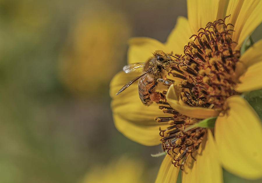 Western Honey Bee Photograph by Rick Mosher