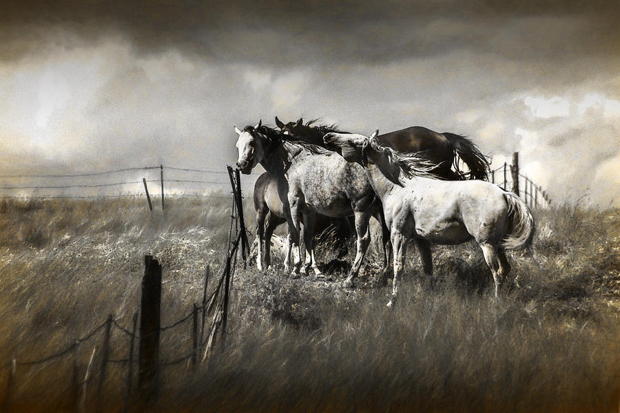 Western Horses in a toned graphic photograph Photograph by Randall Nyhof