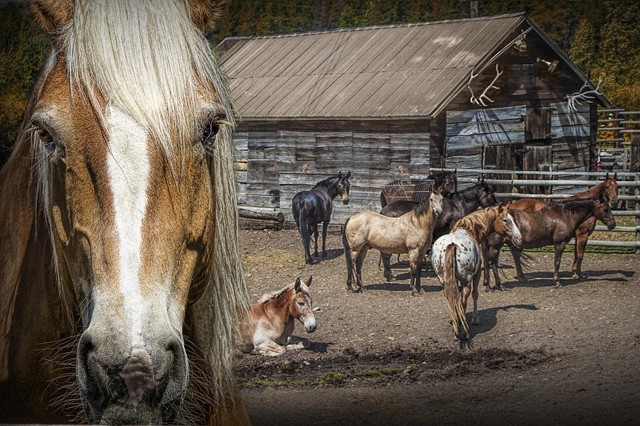 Western Horses in an Outfitters Corral Photograph by Randall Nyhof