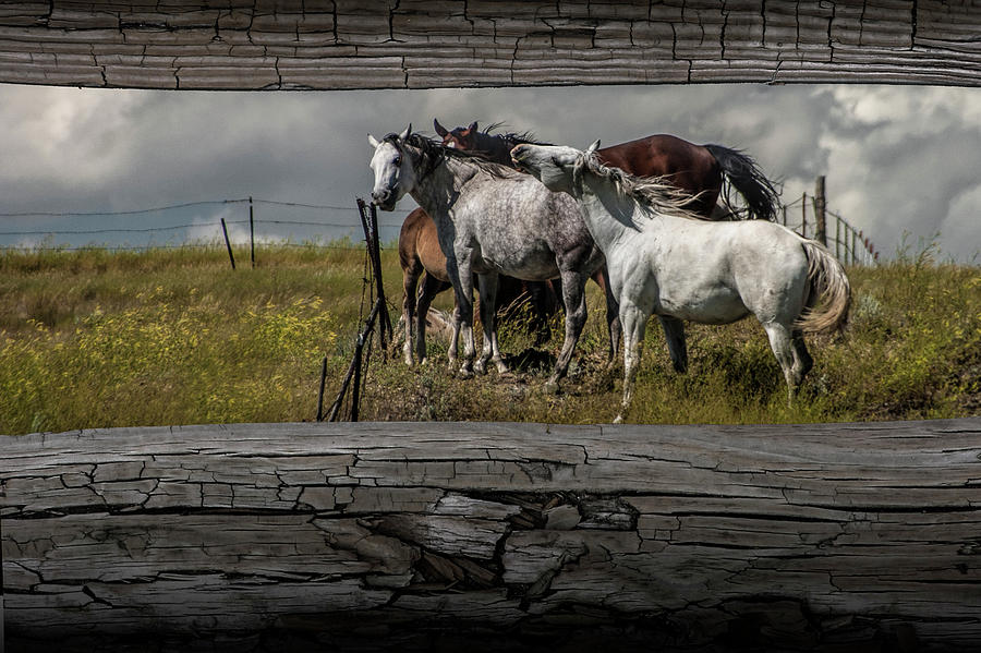 Western Horses through the Fence Photograph by Randall Nyhof