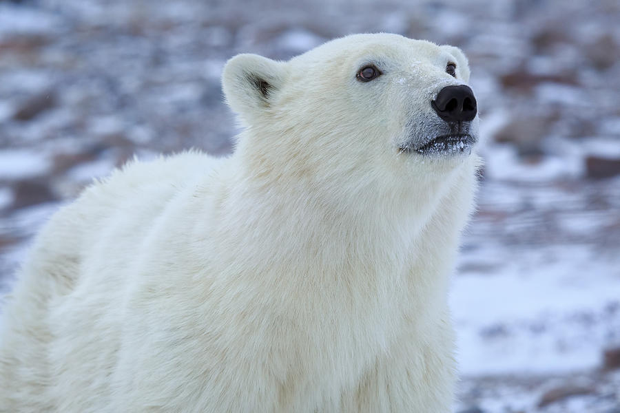 Western Hudson Bay Juvenile Polar Bear Photograph by Daniel Zukowski