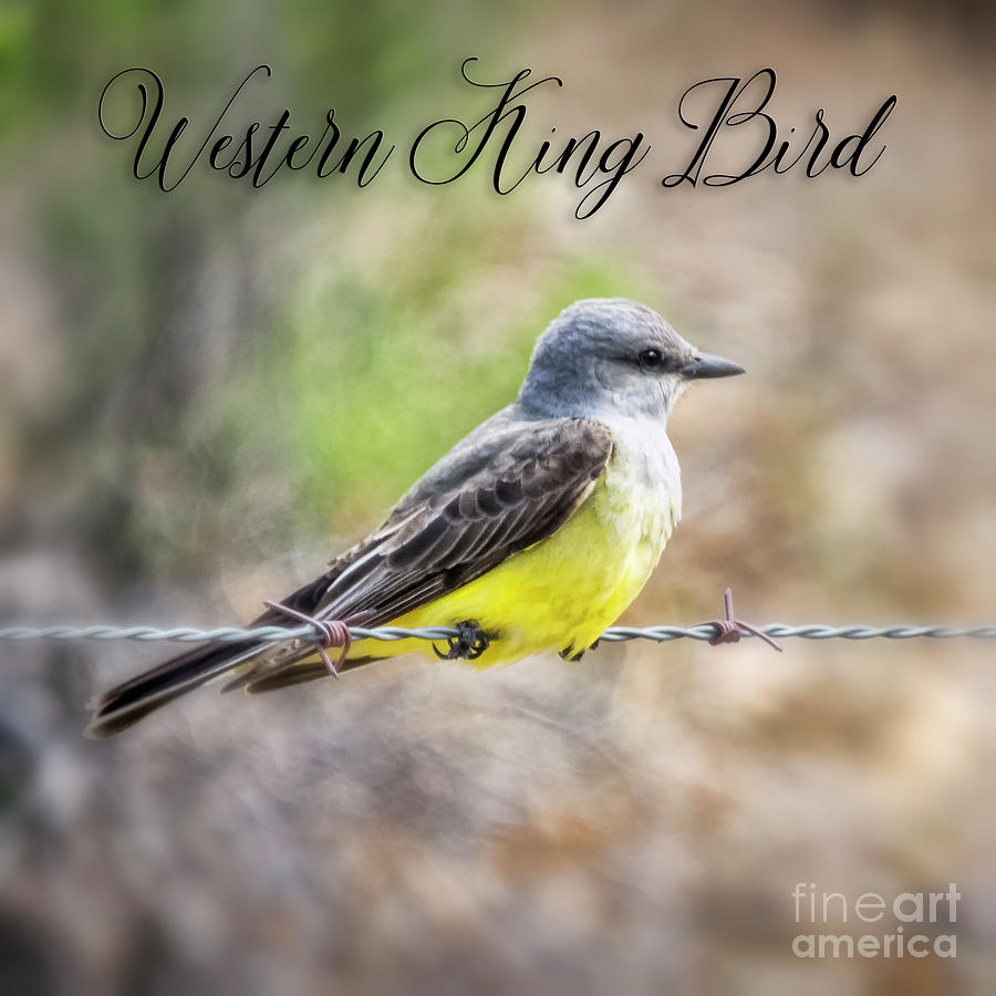 Western King Bird Photograph by Janice Pariza