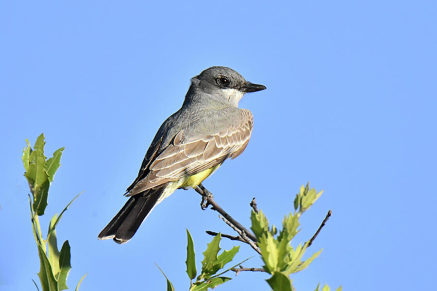 Western Kingbird Photograph by Alan Lenk