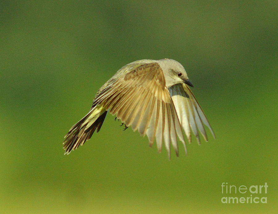Western Kingbird Hovering Photograph by Robert Frederick