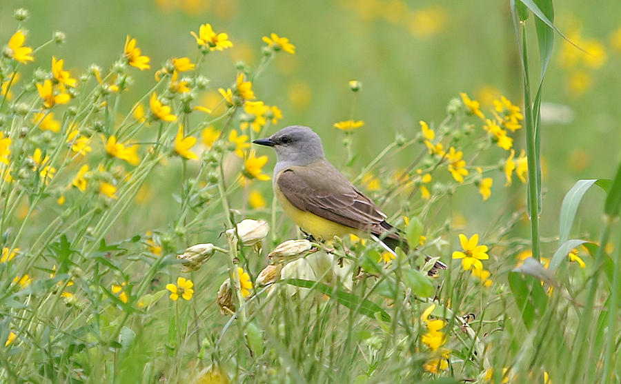 Flycatcher Photograph - Western Kingbird In The Wildflowers by Kala King