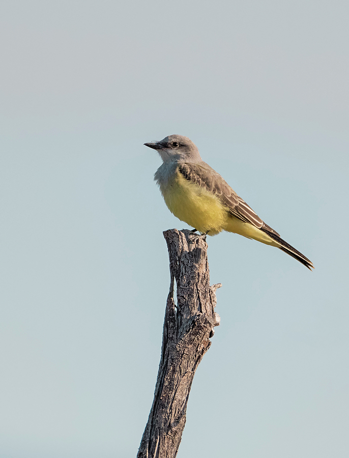 Western Kingbird Perched Photograph by Loree Johnson