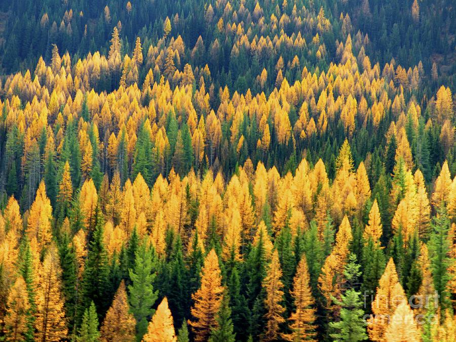 Western Larch  Photograph by Jean Wright
