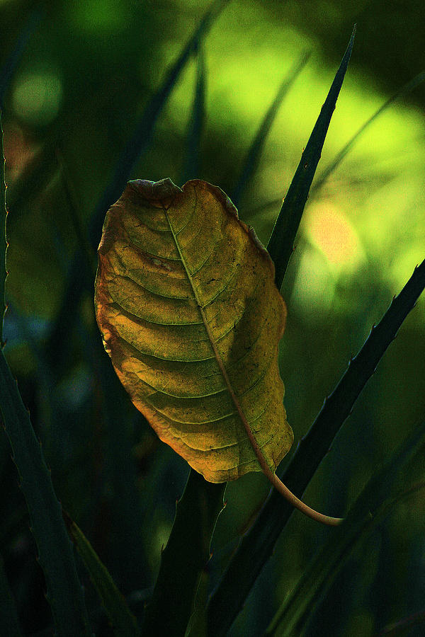 Nature Photograph - Western Light On Leaf by Viktor Savchenko