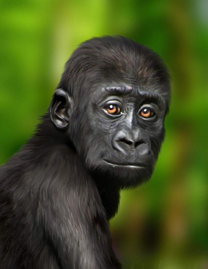 Gorilla Digital Art - Western Lowland Gorilla Baby by Julie L Hoddinott