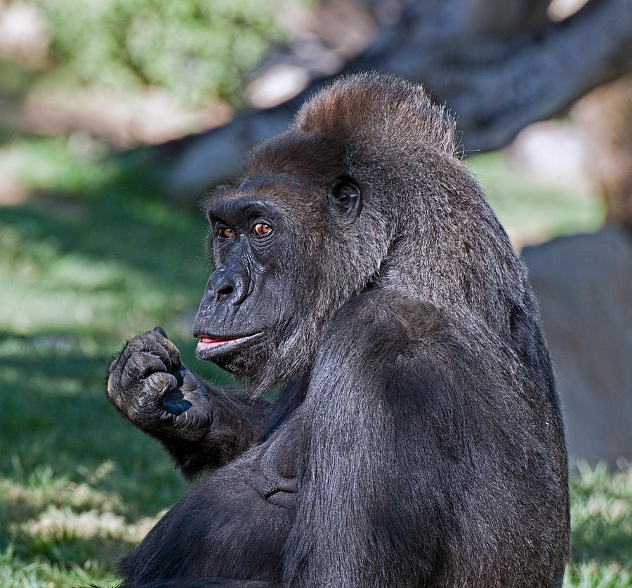 Western Lowland Gorilla Photograph by Ginger Wakem