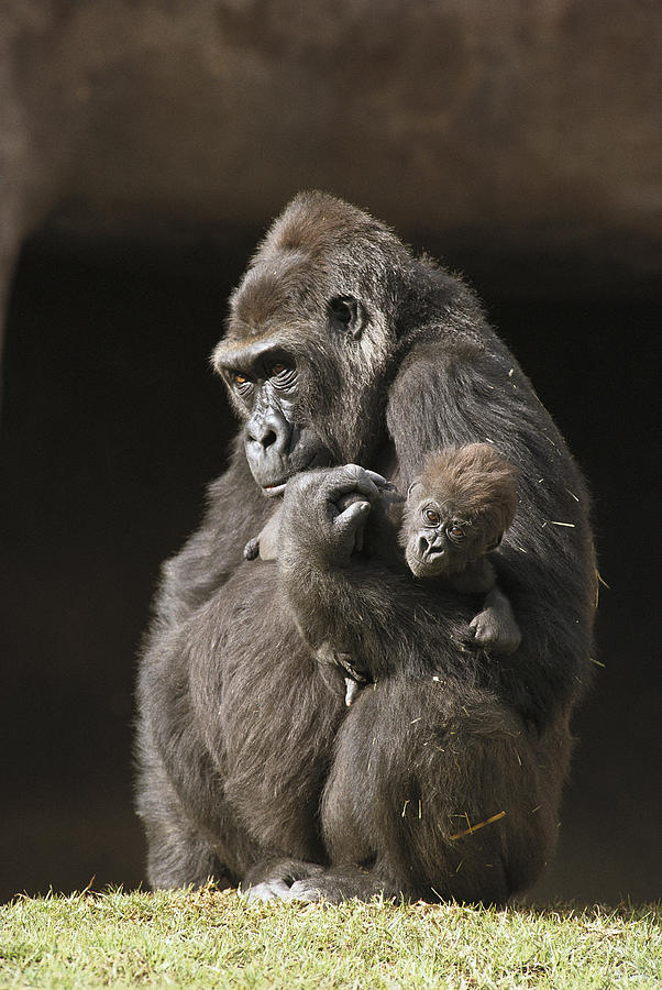 Western Lowland Gorillas Photograph by San Diego Zoo