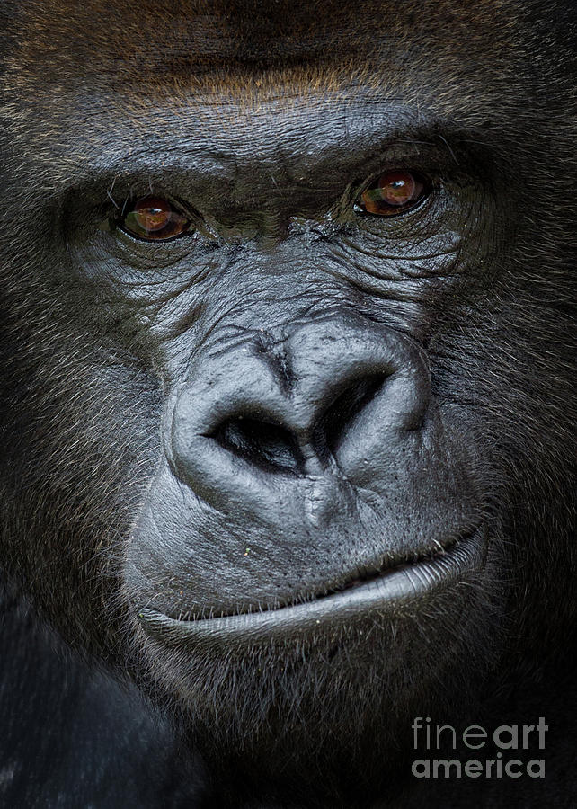 Western Lowland Gorilla Portrait Photograph by Jerry Fornarotto
