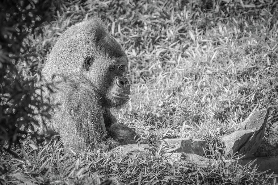 Western Lowland Gorilla Photograph by SR Green