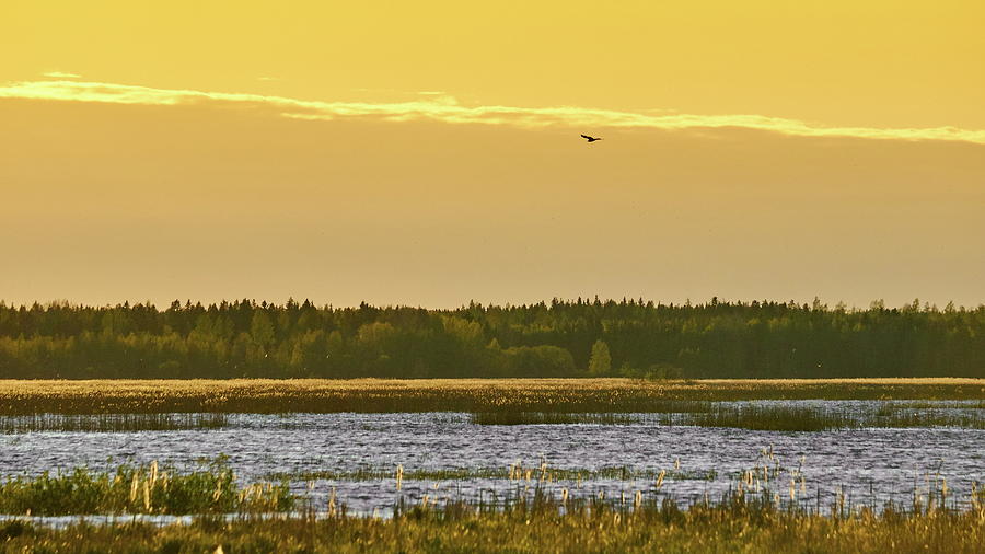 Western marsh harrier at Puurijarvi Photograph by Jouko Lehto