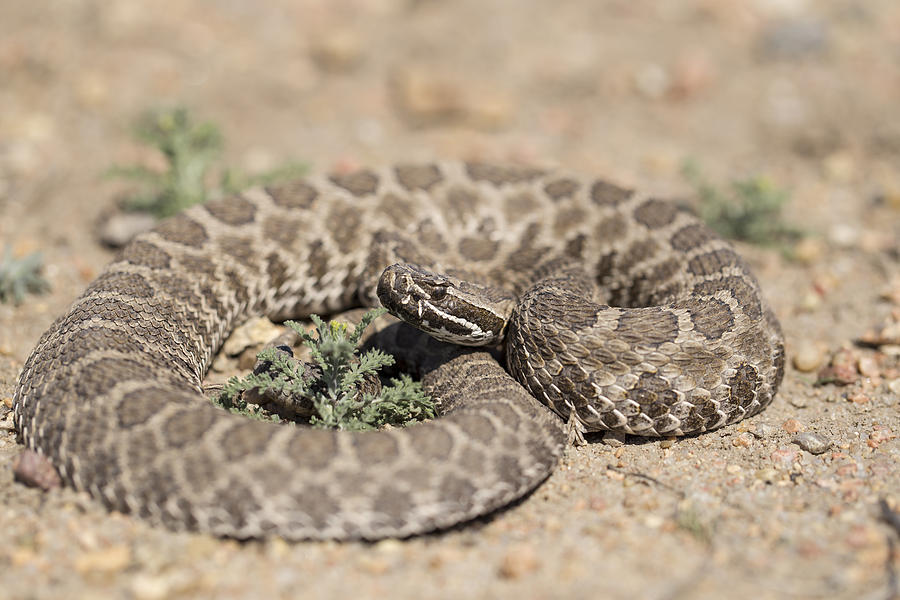 Western Massasauga Rattlesnake by Chris Harris