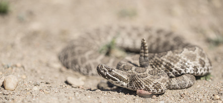 Western Massasauga Rattlesnake Macro Photograph by Chris Harris - Fine ...