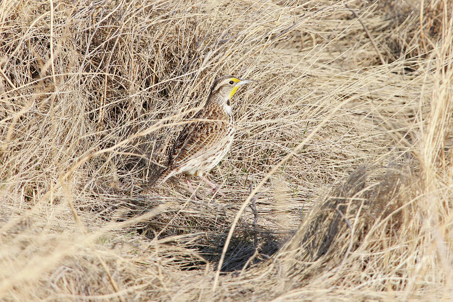 Western Meadowlark Photograph by Alyce Taylor