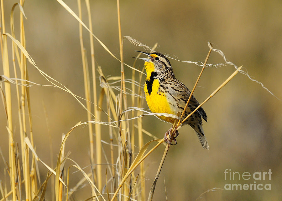 Western Meadowlark Calling for Mate Photograph by Dennis Hammer